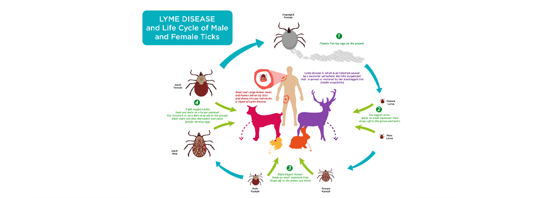 Why are Lyme disease, chronic fatigue syndrome and Mononucleosis misdiagnosed with each other?