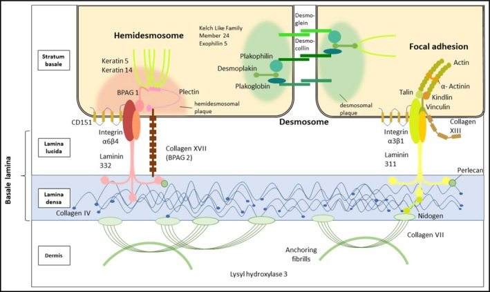 Symptoms-and-clinical-diagnosis